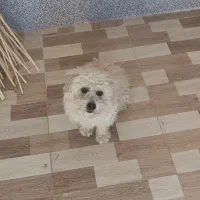 سگ خوب حرف گوش کن