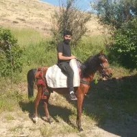 اسب|اسب و تجهیزات اسب‌سواری|سنندج, |دیوار