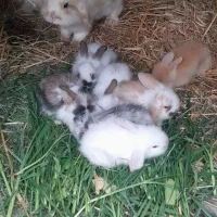 بچه خرگوش لوپ بفروش میرسد