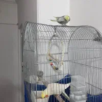 عروس هلندی|پرنده|قم, نخودی|دیوار