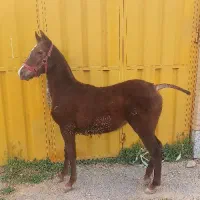 اسب  کره مادیان