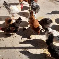 مرغ وخروس|حیوانات مزرعه|فاضل آباد, |دیوار