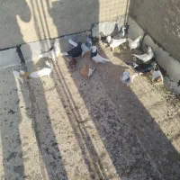 15 تا هست بهبهانی|پرنده|شیراز, سلطان آباد|دیوار