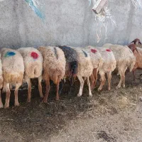 فروش گوسفند از ۸۵۰۰الی ۱۲۰۰۰۰۰۰
