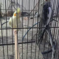 عروس هلندی نرو ماده|پرنده|گنبد کاووس, |دیوار