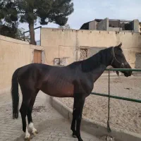 فروش اسب نریان دوسر خارجی|اسب و تجهیزات اسب‌سواری|تهران, بوستان چیتگر|دیوار
