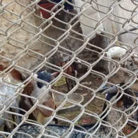 ۱۲تا حیوان خوب داشتی دونه ای ۱۰تومن همه باهم