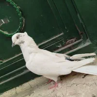 کبوتر پرشی گرفتنی تیر ماهی ۶تا ماده یکجایی|پرنده|تهران, نعمت‌آباد|دیوار