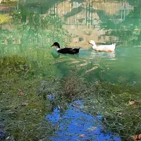 سرایداری خانه و باغ