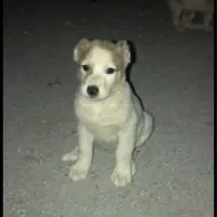 یک عدد توله سگ ماده درشت ۳ دهن پاک