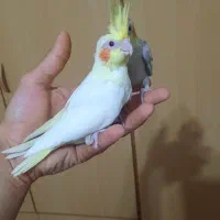 جوجه طوطی عروس|پرنده|سنگر, |دیوار