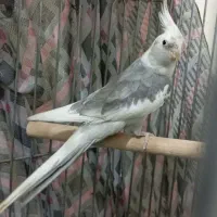 عروس هلندی ابلغ البینو|پرنده|هرسین, |دیوار