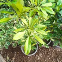 گل همیشه گلدار ماندگار پروین۸۰|حراج|بروجرد, |دیوار