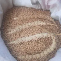 بذر گندم ۴۰۰۰۰ تومان