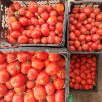 گوجه به قیمت گوجه ربی ۱۰تومان وتربار حراجی|حراج|گنبد کاووس, |دیوار