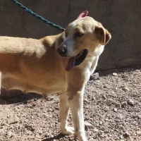 ماده سگ|سگ|سلفچگان, |دیوار