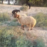 گوسفند عراقی