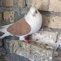 زرد و شو زرد درجه یک|پرنده|بیرانوند, |دیوار