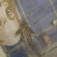 کت فیش خالدار یا وارونه ( خرگوشی )