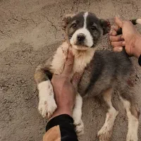 توله سگ افغان ااصل|سگ|کرمان, |دیوار