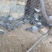 کفتر پلاکی|پرنده|مرودشت, نقش رستم|دیوار