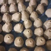 کشک و ترف|خوردنی و آشامیدنی|کرمان, |دیوار