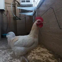 خروس