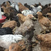 نیمچه مرغ و خروس|حیوانات مزرعه|اطاقور, |دیوار