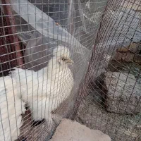 سلطان و ابریشمی|حیوانات مزرعه|فولادشهر, زاینده رود|دیوار