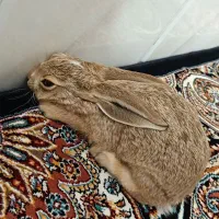 خرگوش