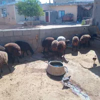 ۲۰عدد بره ماده|حیوانات مزرعه|شیرینسو, |دیوار