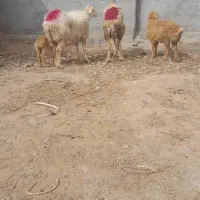 فروش میش زائده فروش بزغاله نربزی