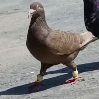 کبوتر ماده سرور دورگ