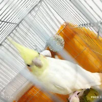 عروس ماده|پرنده|قم, قلعه کامکار|دیوار