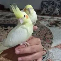 عروس هلندی خورموج