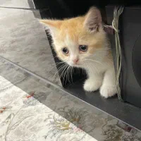 بچه گربه بریتیش