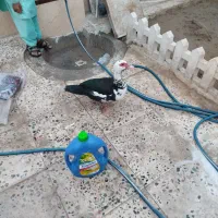 فروش اردک