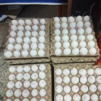 تخم مرغ زیر قیمت کالابرگ ارسال