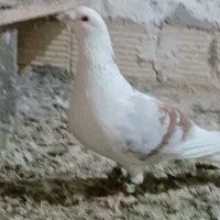یک‌جفت‌‌پشت‌دار‌گوک