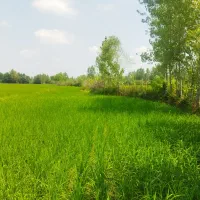 25000هزار متر شالیزار سنتی.800متر کاربری مسکونی|فروش زمین و ملک کلنگی|احمدسرگوراب, |دیوار