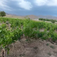 باغ انگور  حسین آباد عاشوری