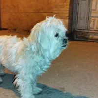 گمشده|حیوانات|یزد, |دیوار