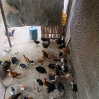جوجه|حیوانات مزرعه|گرگان, |دیوار
