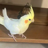 عروس هلندی جوجه