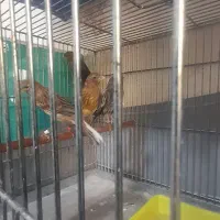 قناری نرو ماده