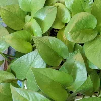 گل پتوس زاموفیلیا و برگ انجیری و گل‌های دیگه|گل و گیاه طبیعی|تهران, تهرانپارس شرقی|دیوار