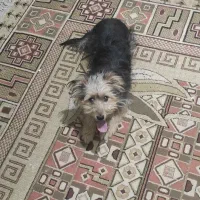 سگ پا کوتاه