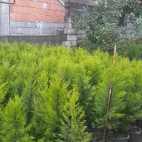 فروش نهال کاج|حراج|نوشهر, |دیوار