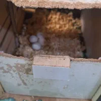 عروس هلندی|پرنده|تهران, هاشمی|دیوار