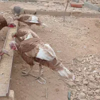 بوقلمون محلی تخم گذار|حیوانات مزرعه|شیراز, قلات|دیوار